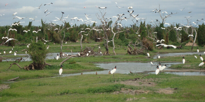 Formosa